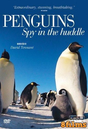 Пингвины: Шпион в толпе (2013) смотреть онлайн